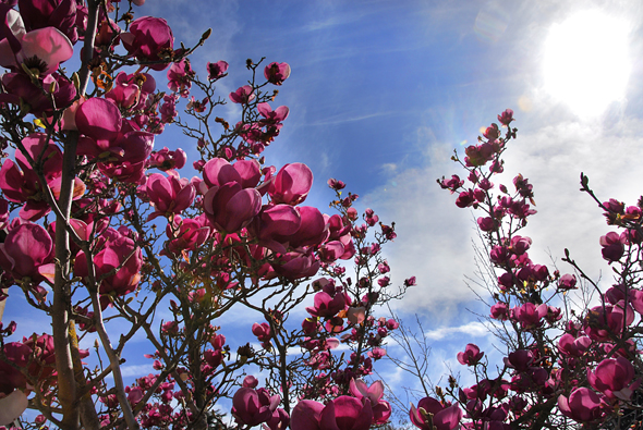 Delta's Spring Magnolia Trees.