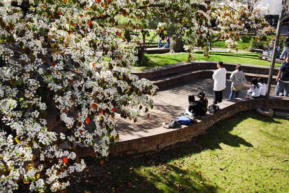 Spring photo on Delta Campus: Quat area, tree blossoms.