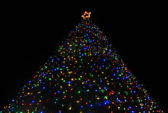 Hospice Tree, 2010, low angle looking up.