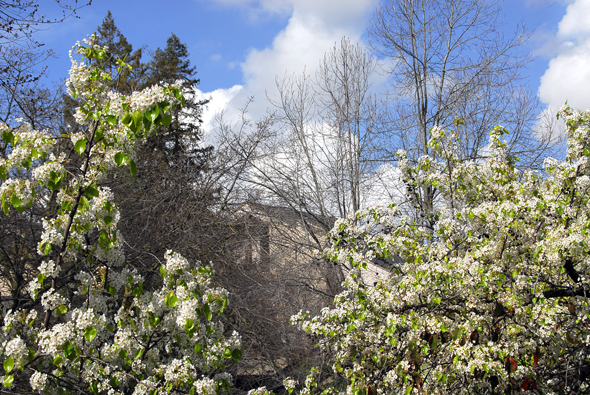 Spring trees near Atherton Auditorium.