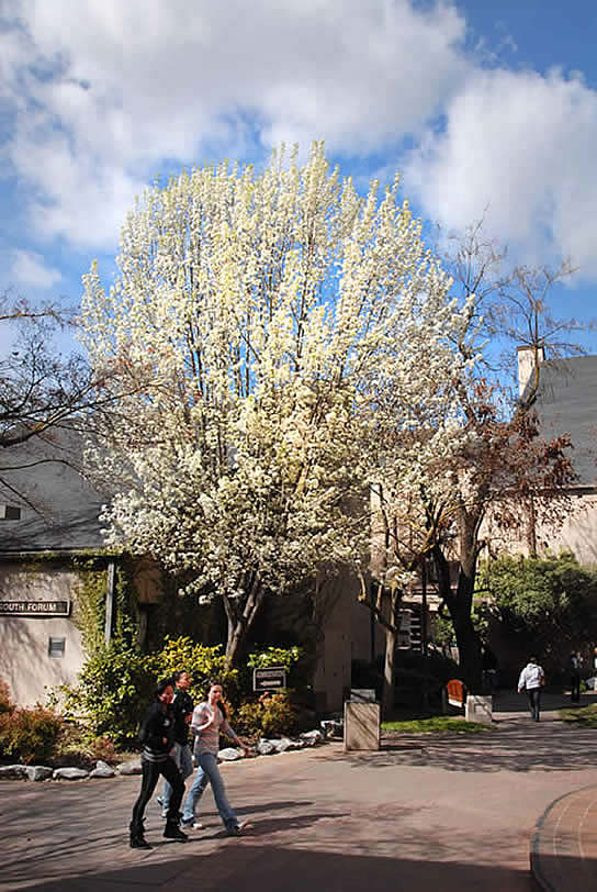 Spring tree near Delta Froum Building