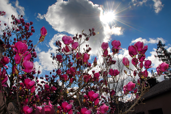 Magnolias in Bloom