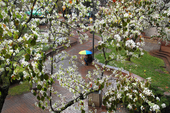 Spring Rain in Delta's Quad Area