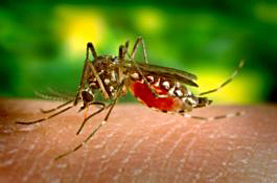 West Nile Virus