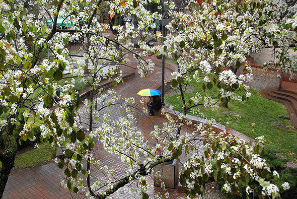 Spring Rain at Delta College