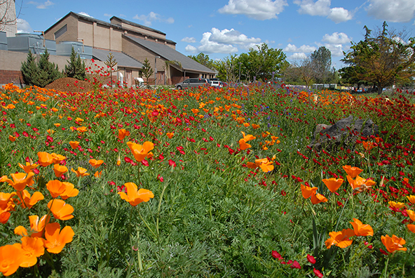 Delta College's Horticulture Meadow Garden