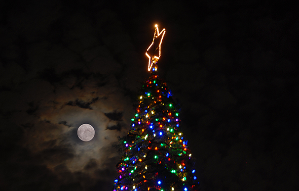 Hospice Tree of Lights with full moon.