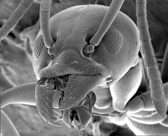 Ant image from a Scanning Electron Microscope